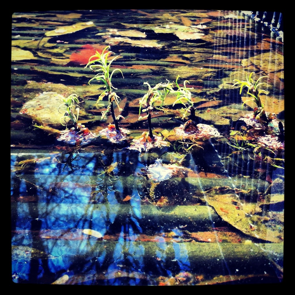 Photo-Micro-environment One